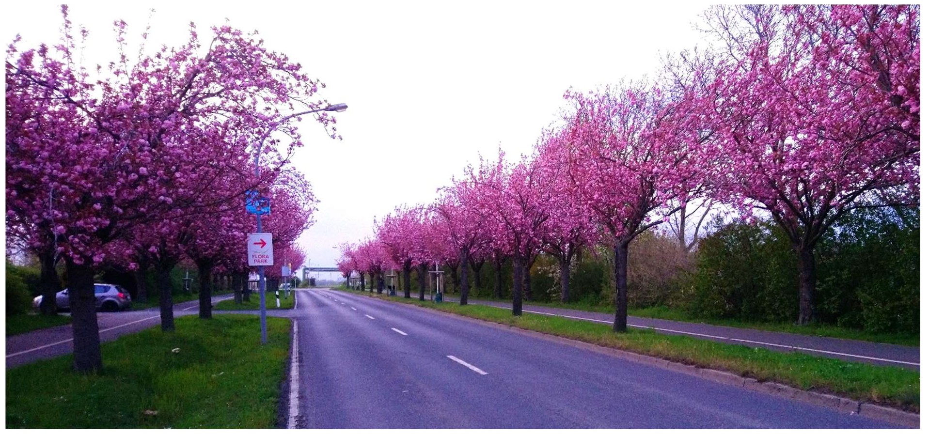 Kirschblüte in Magdeburg am 29.4.21 Seite 1