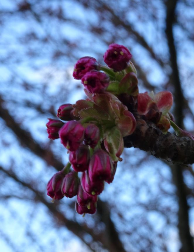 blüte1